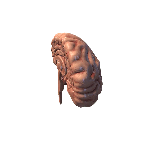 HumanBrainCross_Sagittal Plane